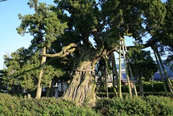 �����̑唐