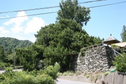 �C�u�L(�r���N�V���j