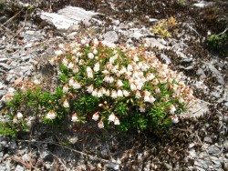 �ԐΎR�̍��R�A��