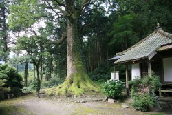 ���̃N�X�m�L