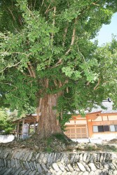 ���t���C�`���E