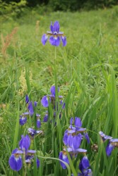 �m�n�i�V���E�u�̎����n