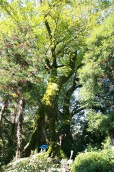 �|�̕��̃��N�m�L