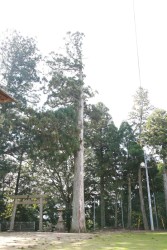 �����̌Z�퐙