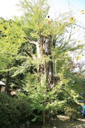 �F��_�Ђ̃C�`���E