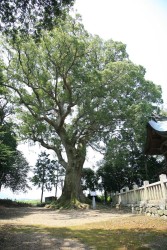 ������_�Ђ̃N�X�m�L