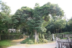 ���R�_�Ђ̃z���g