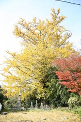 �������̃C�`���E