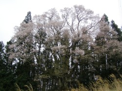 ���̔n��̃T�N��