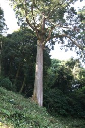 �吙�i�R��_�Ёj